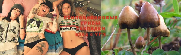 a pvp Дмитровск